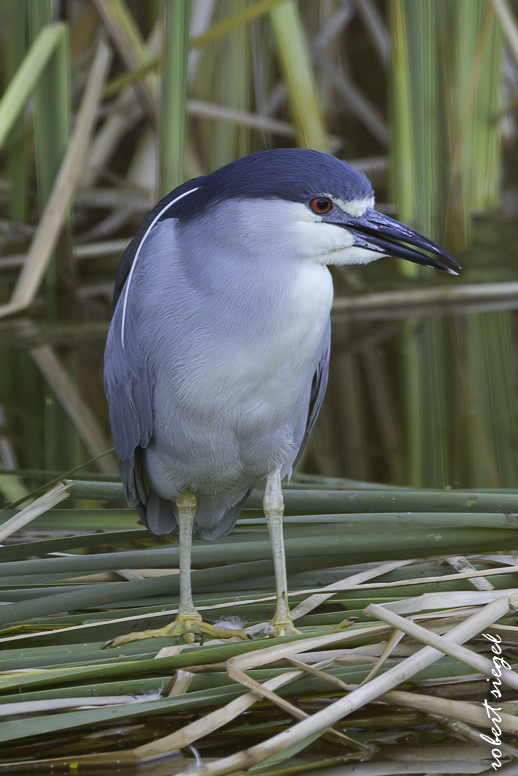 emily renzel wetlands 2025